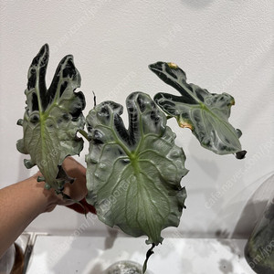 알로카시아베놈, 무프덱, 무늬히메 분양합니다(희귀식물, 무늬, 관엽) 택배가능