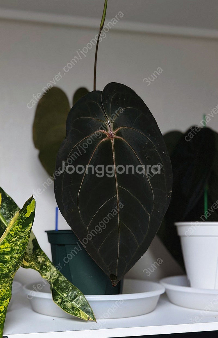 안스리움 파필퍼플x 레드다크피닉스--0