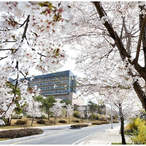 (경주 벚꽃축제) 강동리조트 블루원리조트 가실분!