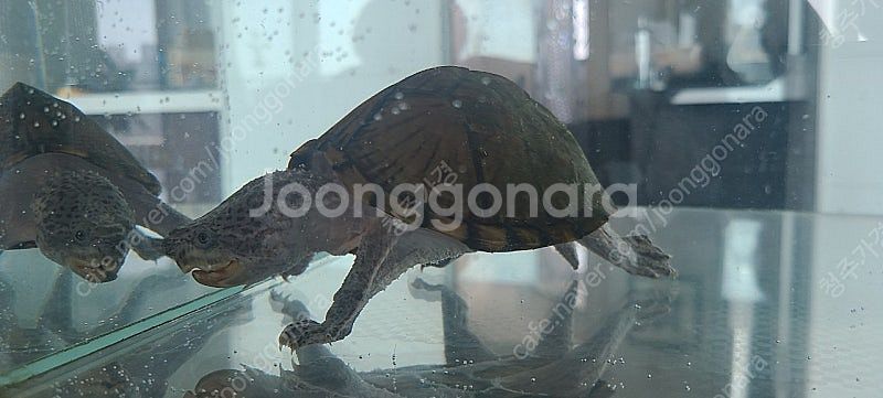 [청주 무료분양] 레이저백 잘 키워주실분--1
