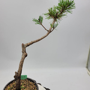 소나무 화분 정원수 인테리어식물 카페화분 분재