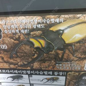 반다이 생물대도감 라코르다이레이멋쟁이사슴벌레 팝니다