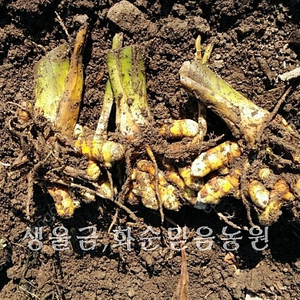 농장직거래 생울금 울금종자 판매 파는곳