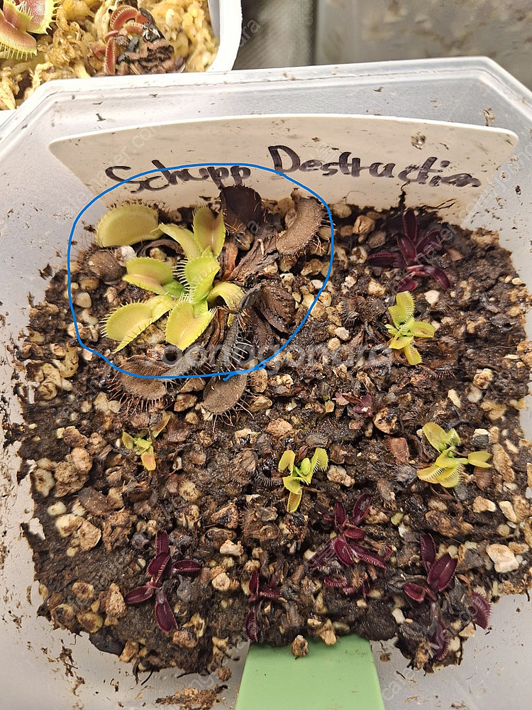 식충식물 파리지옥, 귀개 분양합니다.--1