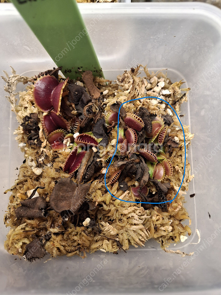 식충식물 파리지옥, 귀개 분양합니다.--2