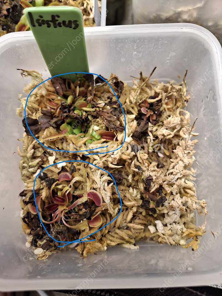 식충식물 파리지옥, 귀개 분양합니다.--3