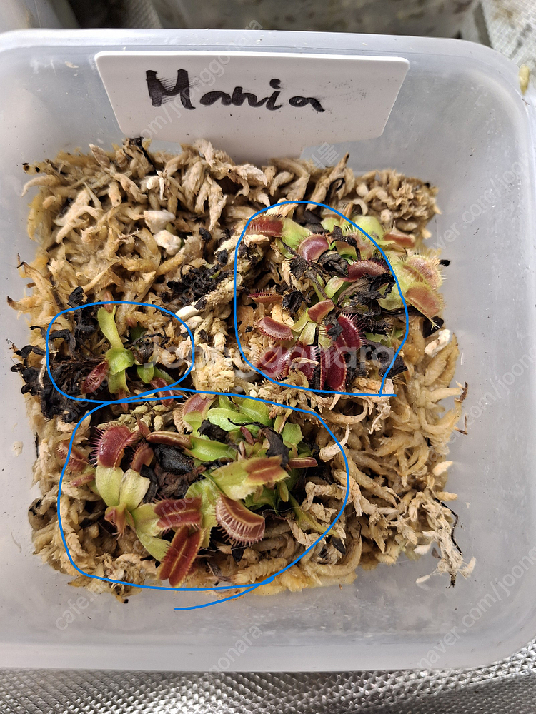 식충식물 파리지옥, 귀개 분양합니다.--4