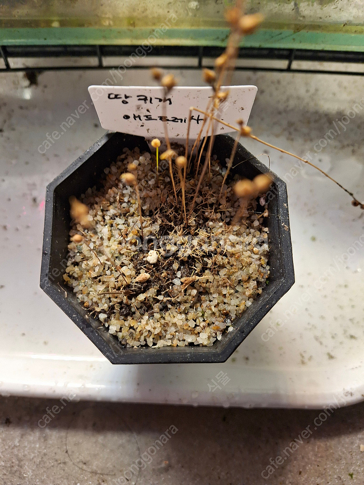 식충식물 파리지옥, 귀개 분양합니다.--5