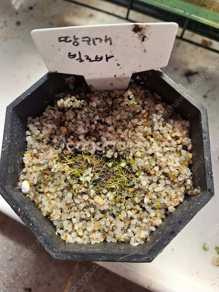 식충식물 파리지옥, 귀개 분양합니다.--6