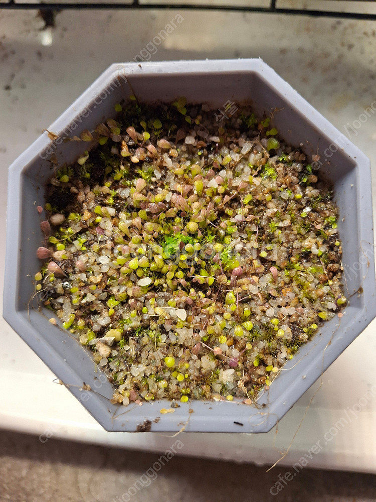 식충식물 파리지옥, 귀개 분양합니다.--8