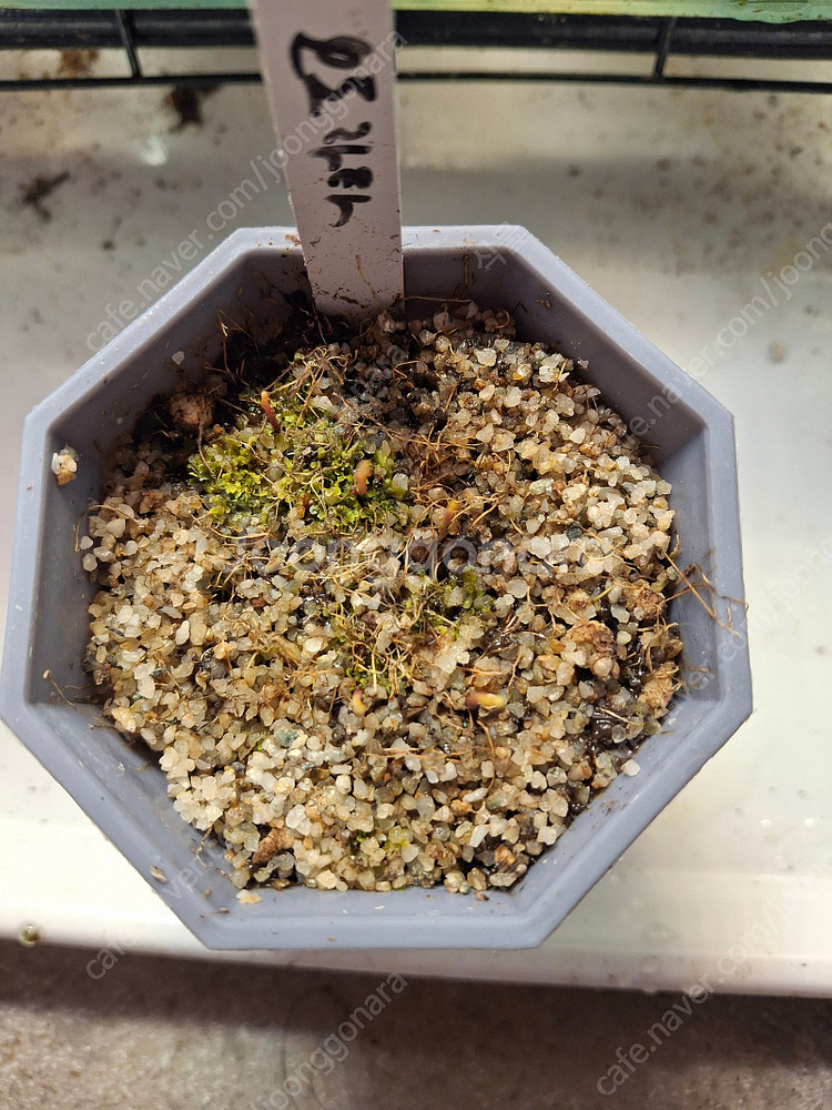 식충식물 파리지옥, 귀개 분양합니다.--9