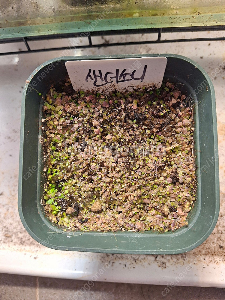 식충식물 파리지옥, 귀개 분양합니다.--0