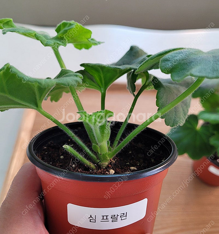 제라늄 2종 택포--1