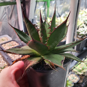 분양] 아가베 호리다 agave horrida