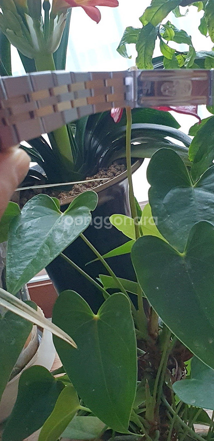 정품.로렉스17013번.판매--5