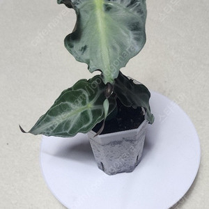 알로카시아 베놈