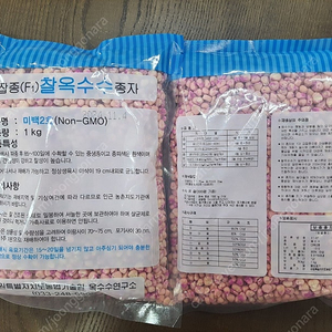 (주말농장,텃밭)강원도 미백2호 옥수수씨앗 1kg 내놓아요..