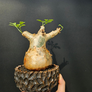 최상급 아프리카식물 모음