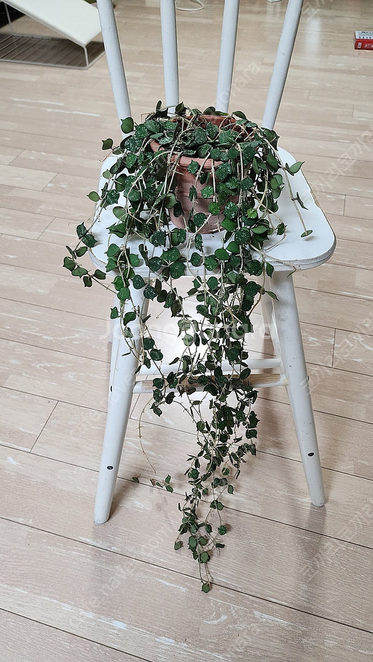 식물) 호야 커티시--0