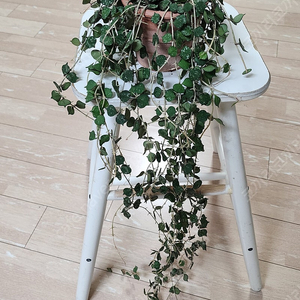 식물) 호야 커티시