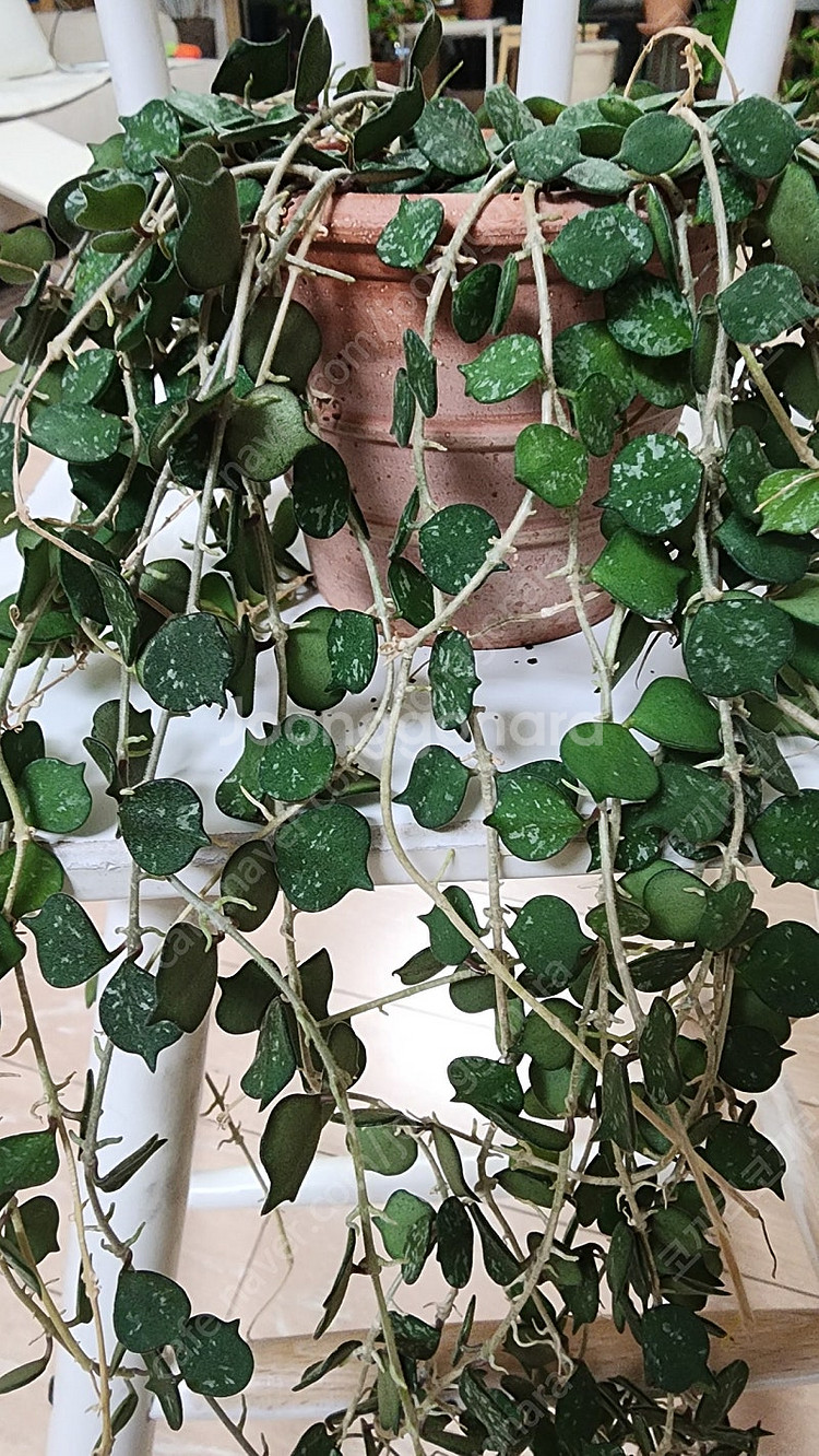 식물) 호야 커티시--1