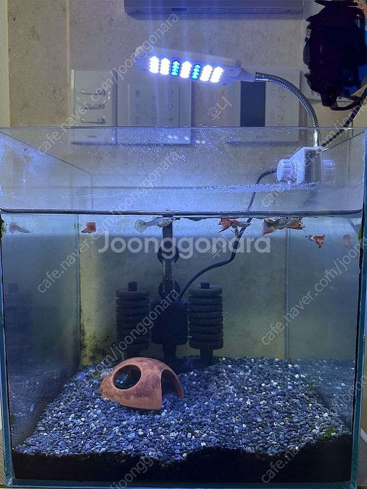 구피 어항 세트--1