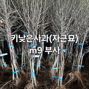 자근묘 사과 키낮은사과 묘목 판매 감홍, 이지플, 시나노골드, 아리수, 미야비