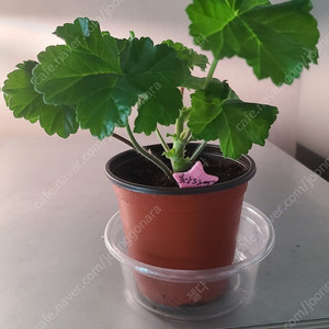 제라늄 개별분양