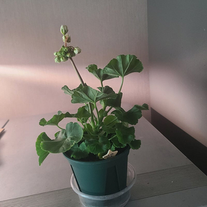 러시아 제라늄 중품 이리올이터나이트