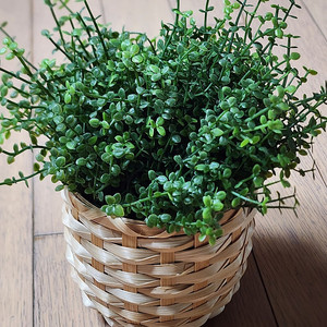 솔레이롤리아 인조 식물