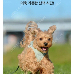 강아지 하네스+리드줄 세트 M사이즈 판매해여