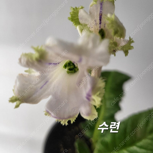 SF수련포함 스트렙토카르푸스 5종 일괄분양 합니다