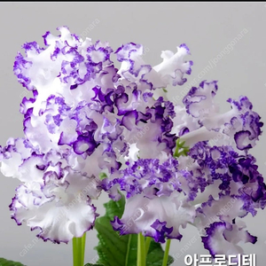아프로디테 포함 스트렙토카르푸스 4종 일괄분양 합니다