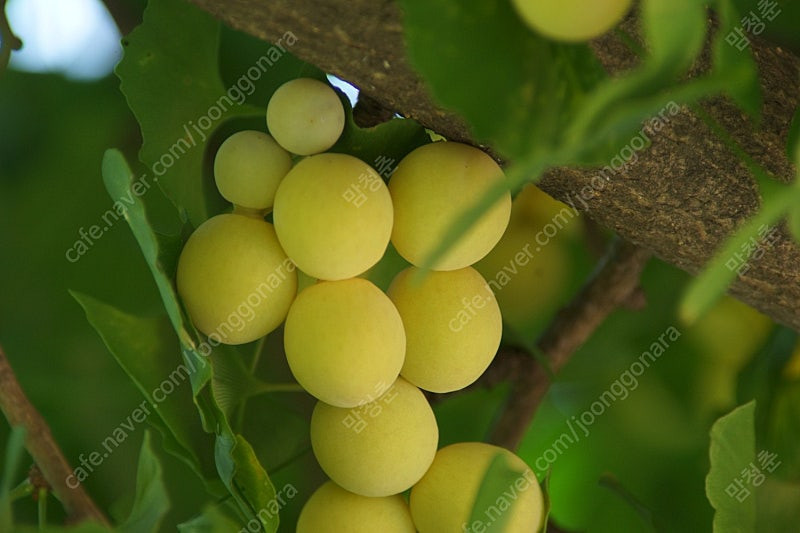 미놀타 High Speed AF APO TELE 300mm F2.8 (필터,렌즈케이스전용 미놀타가방포함)풀옵션 판매...--6