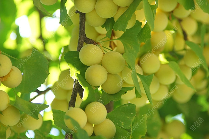 미놀타 High Speed AF APO TELE 300mm F2.8 (필터,렌즈케이스전용 미놀타가방포함)풀옵션 판매...--7