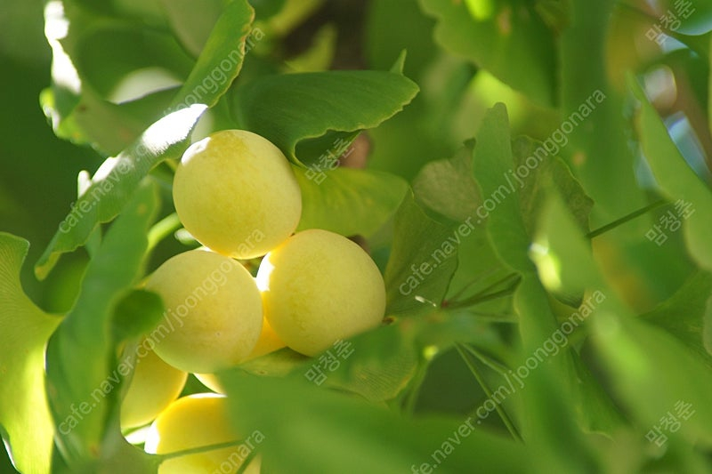 미놀타 High Speed AF APO TELE 300mm F2.8 (필터,렌즈케이스전용 미놀타가방포함)풀옵션 판매...--8