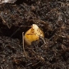 알로카시아 베놈 자구를 구합니다