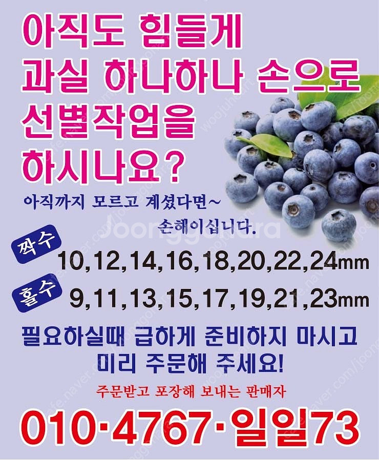 블루베리 수동선별기 판매--0