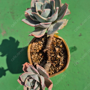 다육식물 분양합니다(마슨, 수연, 릴리시나 등등)