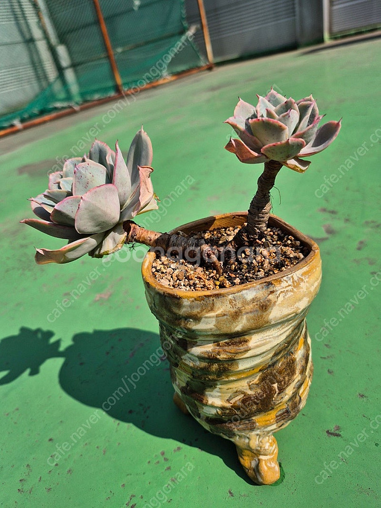 다육식물 분양합니다(마슨, 수연, 릴리시나 등등)--1