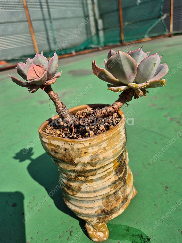 다육식물 분양합니다(마슨, 수연, 릴리시나 등등)--2