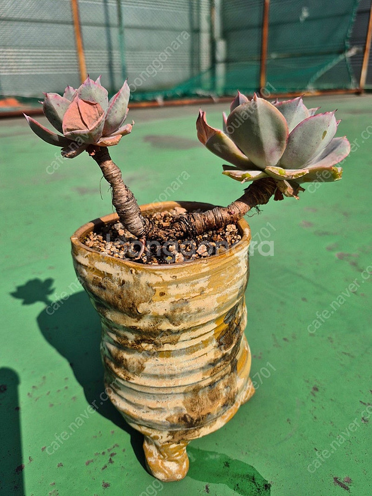 다육식물 분양합니다(마슨, 수연, 릴리시나 등등)--3