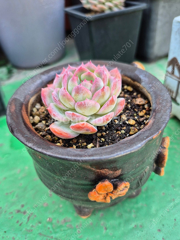 다육식물 분양합니다(마슨, 수연, 릴리시나 등등)--4