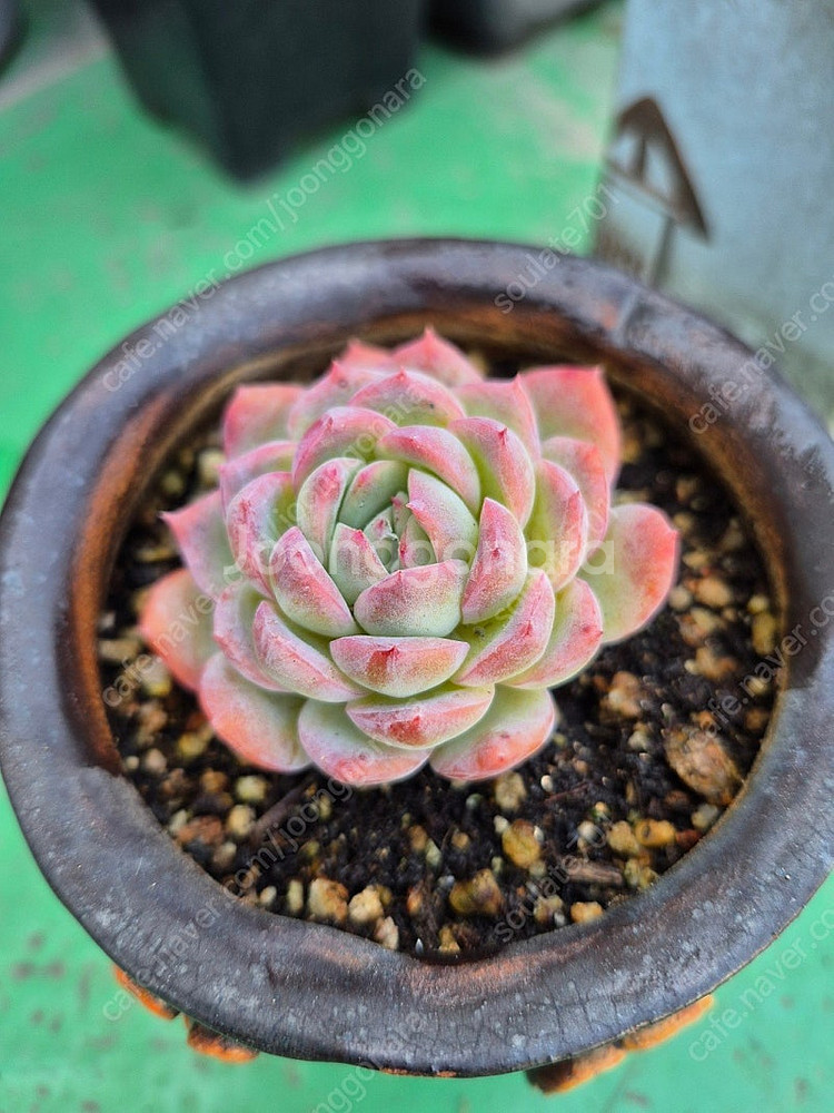 다육식물 분양합니다(마슨, 수연, 릴리시나 등등)--5