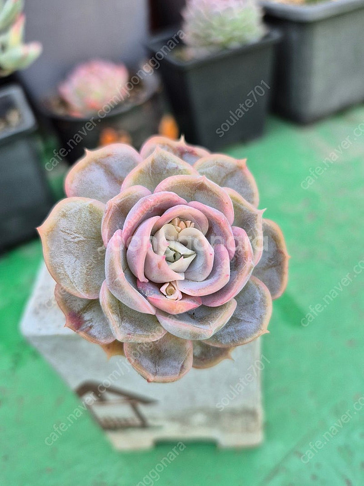 다육식물 분양합니다(마슨, 수연, 릴리시나 등등)--6