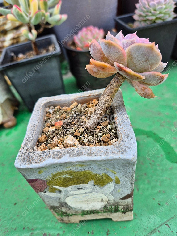 다육식물 분양합니다(마슨, 수연, 릴리시나 등등)--7