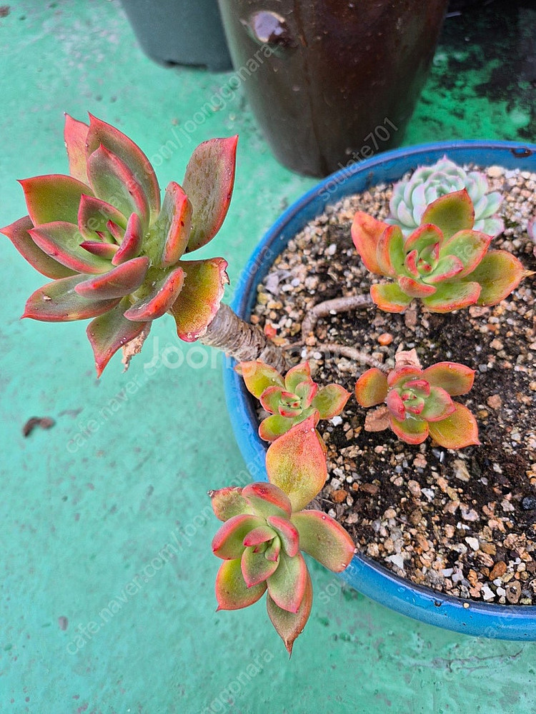 다육식물 분양합니다(마슨, 수연, 릴리시나 등등)--8