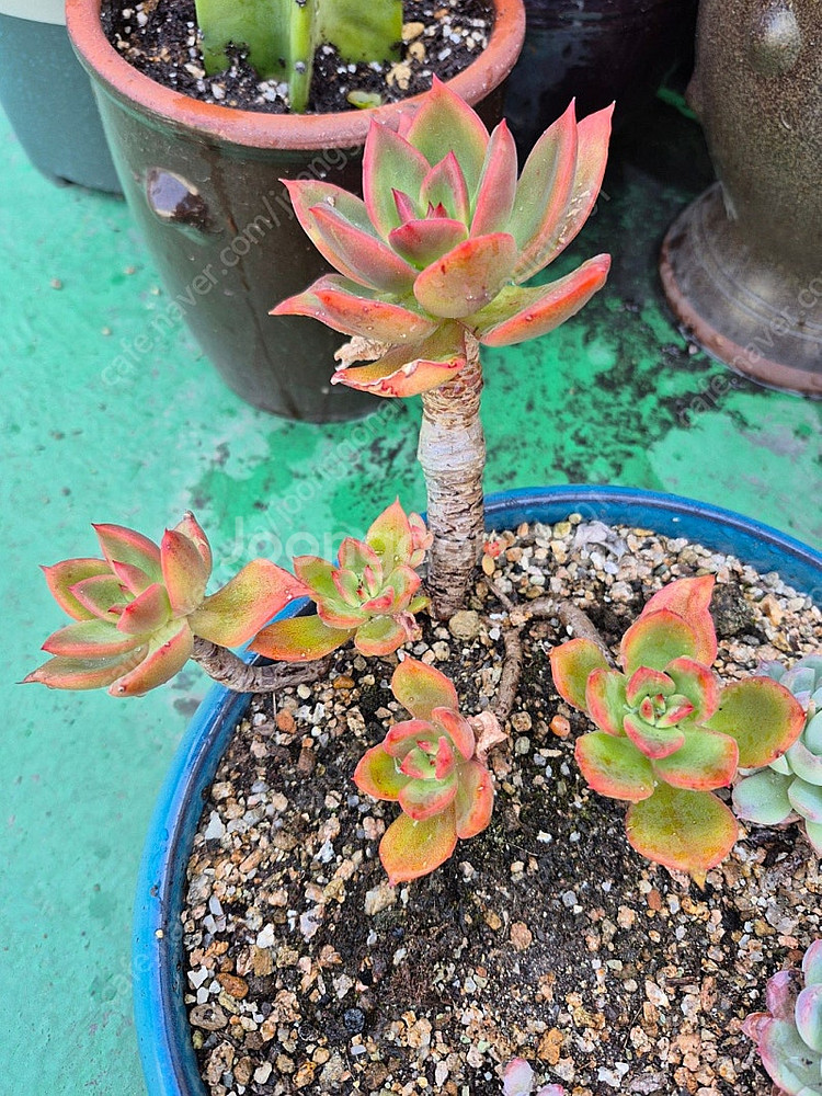 다육식물 분양합니다(마슨, 수연, 릴리시나 등등)--9