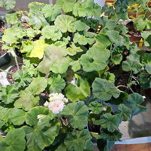 심세뇨리타 러시아 제라늄 4종