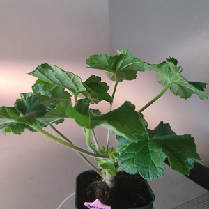 제라늄 개별 분양